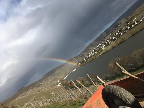 Foto - Grundstück zur Miete in Piesport