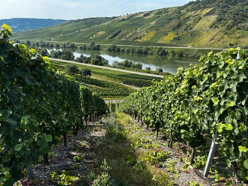 Foto - Grundstück in Piesport zur Miete