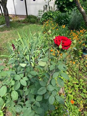 Foto - Grundst&uuml;ck in Salzatal zur Miete
