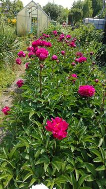 Foto - Kleingarten Pachtgarten in KGV 'Am Küttener Weg' abzugeben