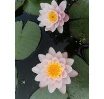 Freizeitgrundstück, 600 Quadratmeter, eingezäunt, 30 € mtl. - Erbach