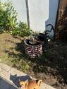 Foto - Einfamilienhaus in Dessau-Roßlau zum Kaufen