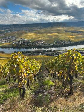 Foto - Weinberg, Weingarten, Rebfläche, Spätburgunder