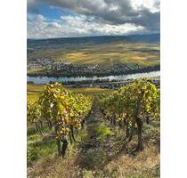 Weinberg, Weingarten, Rebfläche, Spätburgunder - Leiwen