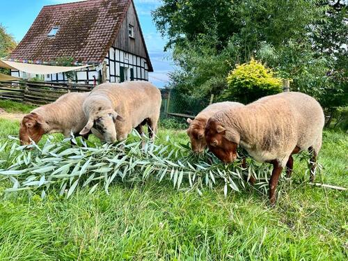 Foto - Aktive Land-WG in Steinhagen - 450,00&nbsp;EUR Kaltmiete, ca.&nbsp; 14,00&nbsp;m&sup2;