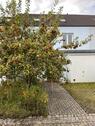 Foto - Reihenmittelhaus Natur Garten Stadtrand Spielstraße Sackgasse ruh