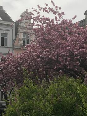 Foto - 2 Zimmer Dachgeschoßwohnung zum Kaufen in Krefeld