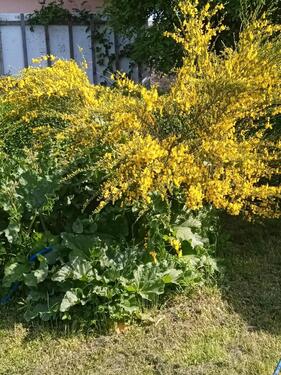 Foto - Garten zu Verpachten - 300,00 EUR Kaltmiete, ca.  0,00 m²