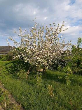 Foto - Grundstück zur Miete in Oberschöna
