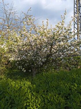 Foto - Grundstück in Oberschöna