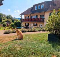 Pferdehof, Bauernhof in Elchweiler Provisionsfrei zu verkaufen - Birkenfeld