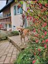 Foto - 11 Zimmer Einfamilienhaus in Birkenfeld