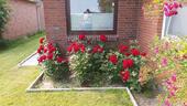 Foto - Einfamilienhaus in Friedrichskoog zum Kaufen