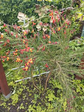 Foto - Grundstück in Hartmannsdorf