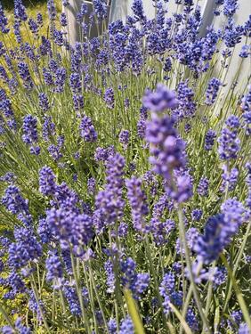 Foto - Grundstück in Hartmannsdorf zur Miete