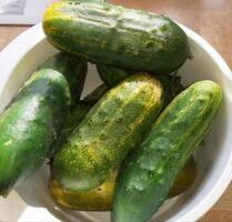 Gartengrundstück - 4.000,00&nbsp;EUR Kaltmiete, ca.&nbsp; 0,00&nbsp;m&sup2; in Thalheim/Erzgebirge (PLZ: 09380)