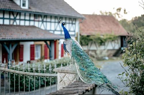 Foto - Pferdeimmobilie: Historischer Hof in Fast-Alleinlage