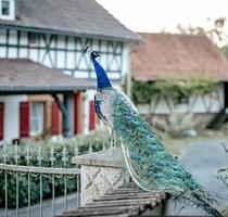 Pferdeimmobilie: Historischer Hof in Fast-Alleinlage - Itzgrund