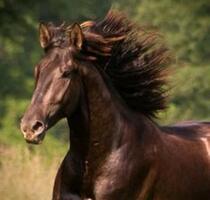 Für Pferdebesitzer: Zwei WG Zimmer mit Platz im Offenstall - Murrhardt