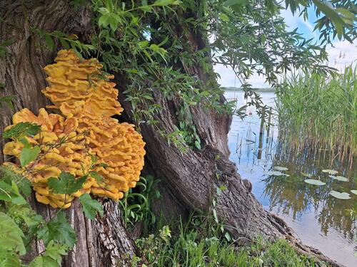 Foto - Wassergrundstück mit Bungalow am Malchiner See