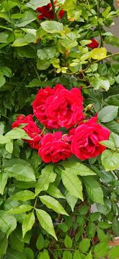 Foto - Einfamilienhaus in Olching zum Kaufen