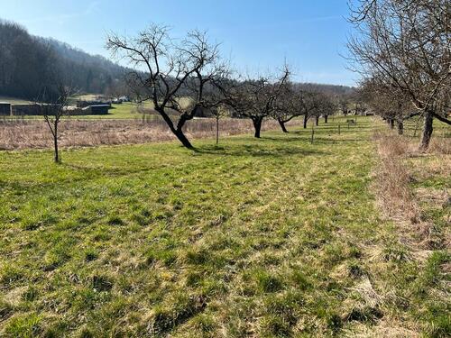 Foto - Baumstück zu verpachten - 100,00&nbsp;EUR Kaltmiete, ca.&nbsp; 0,00&nbsp;m&sup2;