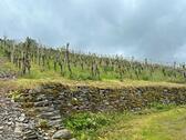 Foto - Weinberg an der Mosel - Wintrich 1300qm - Spätburgunder