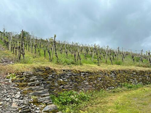 Foto - Weinberg an der Mosel - Wintrich 1300qm - Spätburgunder