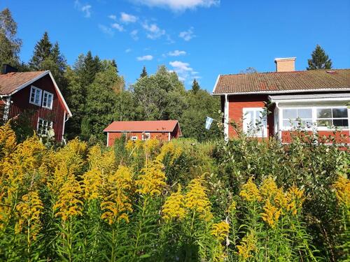 Foto - 2 Sommerhäuser, großer Stall, Sauna im Wald nahe LudvikaSchweden