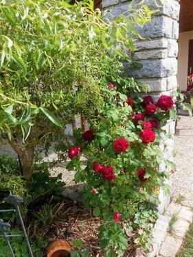 Foto - Erdgeschoßwohnung in Wegscheid zur Miete