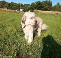 Kinder u Hunde erwünscht,160 qm Haus, 6zkb, 900€ kalt - Kirchhundem