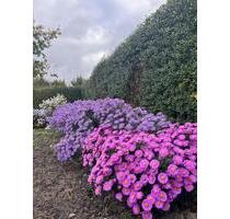 Kleingarten Pachtgarten Schrebergarten Garten im Spreewald - Lübben (Spreewald)