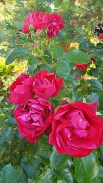 Foto - Etagenwohnung zur Miete in Neuhof