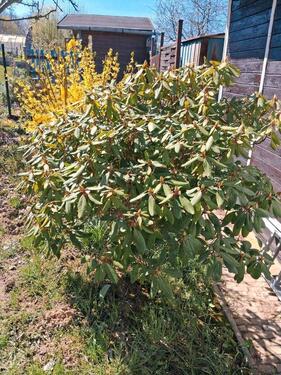 Foto - Grundst&uuml;ck in Meißen zur Miete
