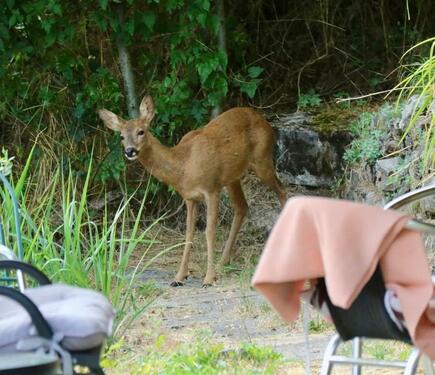 Foto - 5 Zimmer Einfamilienhaus zum Kaufen in Neudenau