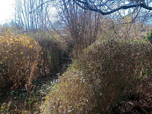 Foto - Grundst&uuml;ck in Plauen zur Miete