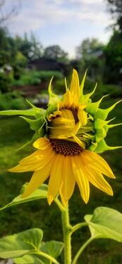 Foto - Grundst&uuml;ck in Bautzen zur Miete