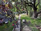 Foto - Garten zu verpachten Lohfelden Vollmarshausen
