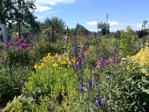 Foto - Kleingarten Naschgarten Familiengarten