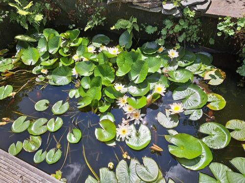 Foto - Einfamilienhaus in Neukirchen bei Heiligen Blut zum Kaufen