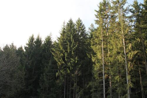 Foto - ruhige 2,5 Zimmerwohnung II. Stock - keine Nachzahlung