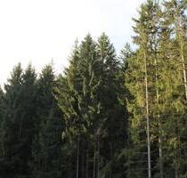 ruhige 2,5 Zimmerwohnung II. Stock - keine Nachzahlung - Arrach