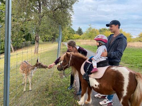 Foto - Ferienwohnung mit eigenem Pony - 140,00&nbsp;EUR Kaltmiete,