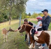 Ferienwohnung mit eigenem Pony - 140,00&nbsp;EUR Kaltmiete, in Biebergemünd (PLZ: 63599)