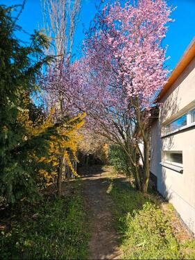 Foto - Einfamilienhaus im Bungalow-Stil in traumhafter Lage in Lostau