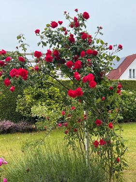 Foto - 5 Zimmer Einfamilienhaus in Minden