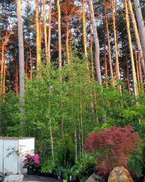 Foto - 4 Zimmer Einfamilienhaus in Röthenbach an der Pegnitz