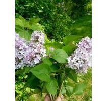 PKW Stellplatz zu vermieten - 35,00 EUR Miete, in Kaltenkirchen (PLZ: 24568)