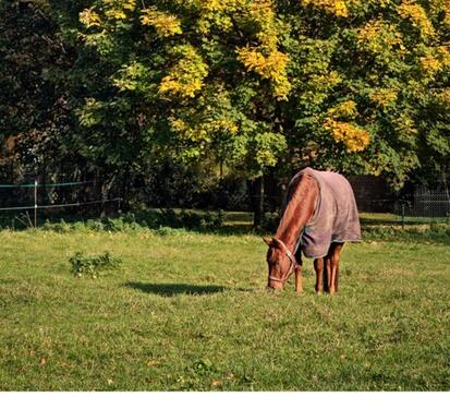 Foto - 6 Zimmer Reihenhaus zur Miete in Sickte
