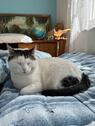 Foto - Kater und Haus abzugeben in gute Hände! Idealerweise im Paket.